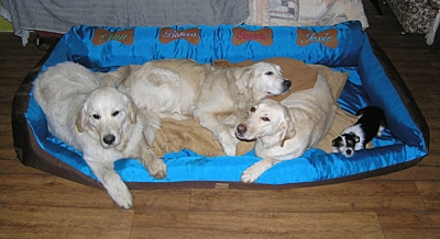 Bracco pet bed, Comfortable Security, with dog-NAME or without, size L, various colors