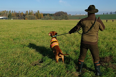 Bracco Signal vest for hunting dog, orange- possibility of phone number, name, GPS pocket  etc.