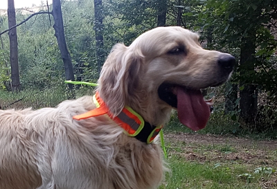 Bracco signální obojek pro psa s gumou+ STŘAPCE, oranžová- různé velikosti